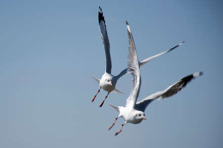 Regular seasonal movement migration of seagulls birds at Bangpu Recreation Center in bay of bangkok for thai people and foreign travelers travel visit at Samutprakarn city in Samut Prakan, Thailandの写真素材