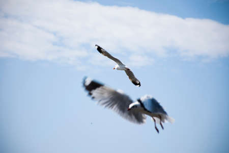 Regular seasonal movement migration of seagulls birds at Bangpu Recreation Center in bay of bangkok...