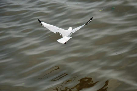 Regular seasonal movement migration of seagulls birds at Bangpu Recreation Center in bay of bangkok for thai people and foreign travelers travel visit at Samutprakarn city in Samut Prakan, Thailandの写真素材