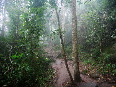 View landscape forest jungle on mountain in Phu Kradueng National Park with plant tree and mist fog...