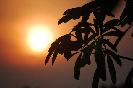 Silhouette leave plant and leaf tree with twilight sunlight in sunrise dawn time in outdoor garden at Si Satchanalai city in Sukhothai, Thailandの写真素材
