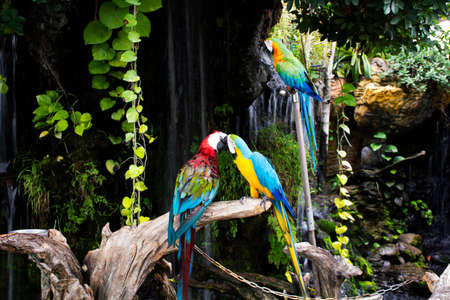 Macaws birds or neotropical parrots or New World parrot playing rest relax on branch wood in...