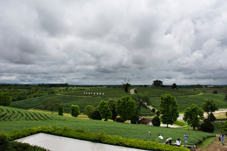 View landscape rural countryside and farmland garden park on mountain for thai people and foreign travelers travel visit rest relax at Choui Fong Tea Plantation on July 1, 2022 in Chiang Rai, Thailandのeditorial素材