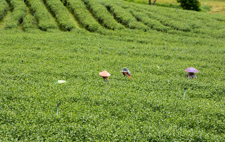 View landscape farmland garden park with thai farmer and planter crop harvesting leaf tea plant tree in farmland garden park on mountain at Choui Fong Tea Plantation at Mae Chan in Chiang Rai Thailandの写真素材