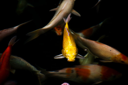 Colored varieties japan fancy carp or Koi japanese fish more specifically nishikigoi swimming in...