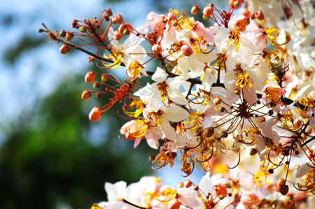 Wild Himalayan Sour Cherry Blossom or Prunus cerasoides flower in Prasat Muang Tam Stone Sanctuary...