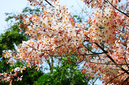 Wild Himalayan Sour Cherry Blossom or Prunus cerasoides flower in Prasat Muang Tam Stone Sanctuary...