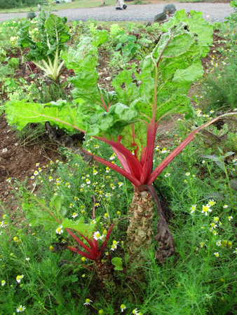 View landscape cultivating of thai farmer people grow vegetables garden and growing fruits plantation for harvest plant agricultural crops products goods on Mon Jam mountain in Chiang Mai, Thailandの写真素材