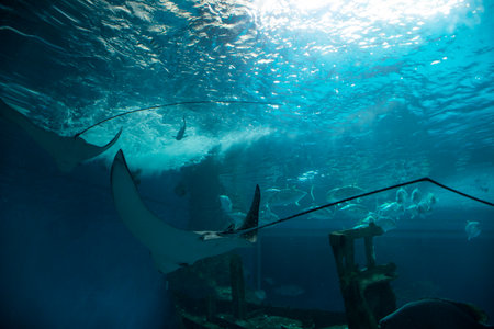 Institute building Marine Aquarium and Science Museum of Burapha University for thai people and...