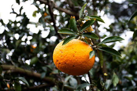 Plantation agriculture of hallabong mandarin oranges fruits plant tree in Jeju garden park landmarks place for korean people and foreign travelers travel visit eat drink at Jeju do island, South Koreaの写真素材
