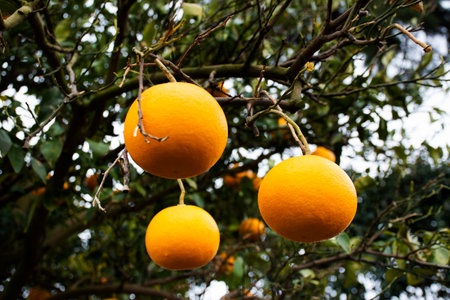 Plantation agriculture of hallabong mandarin oranges fruits plant tree in Jeju garden park landmarks place for korean people and foreign travelers travel visit eat drink at Jeju do island, South Koreaの写真素材