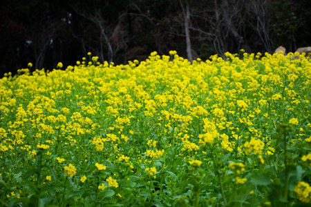 Canola flowers plants or Rapeseed flora tree in garden park forest landmarks destination place for korean people travelers travel visit and rest relax in Seogwipo city at Jeju do island, South Koreaの写真素材