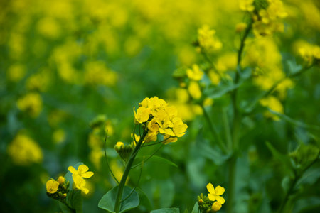 Canola flowers plants or Rapeseed flora tree in garden park forest landmarks destination place for...