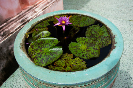 Interior decoration gardening with purple lotus flower or violet lilly blossom and Nymphaeaceae flora in glazed water jar with dragon pattern in Ratcha buri National Museum in Ratchaburi Thailandの写真素材