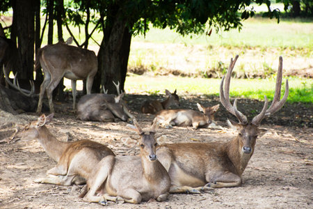 Deers in zoo and Ecotourism attraction garden park in Nong Yai Royal Development Initiative Projects and Kaem Ling Regulating Reservoir for thai people local traveler travel visit in Chumphon Thailandの写真素材