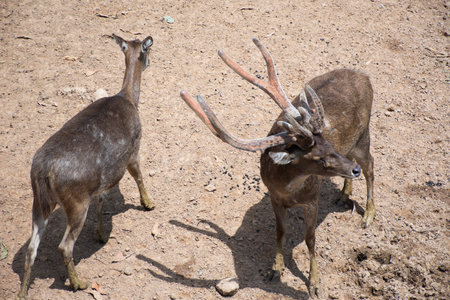 Deers in zoo and Ecotourism attraction garden park in Nong Yai Royal Development Initiative Projects and Kaem Ling Regulating Reservoir for thai people local traveler travel visit in Chumphon Thailandの写真素材