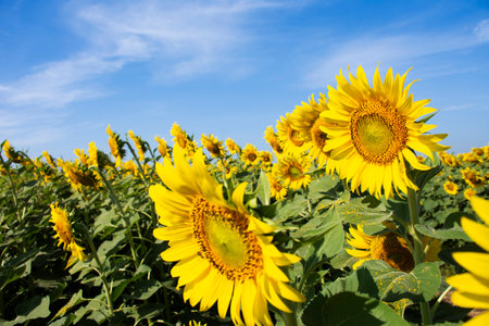 Common sunflower flower plant or Helianthus annuus floral tree on garden park field in rural...