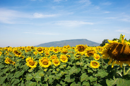 Common sunflower flower plant or Helianthus annuus floral tree on garden park field in rural...