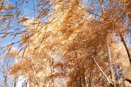 Colorful natural leaves of bamboo tree shedding changing color and Bambuseae foliage plant falling in autumn season or seasonal fall at garden on mountain of Phanom Sawai Forest Park in Surin Thailandの写真素材
