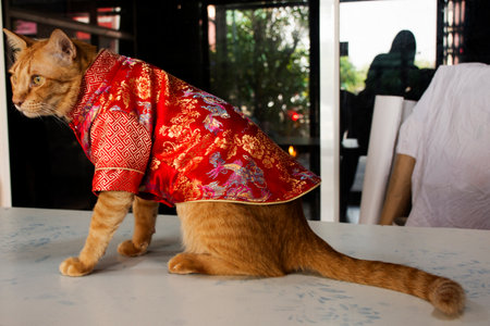 Thai domestic ginger young cats wearing Changshan Traditional Chinese clothes sit on table in chinese new year festival at house of Bangkok,Thailandの写真素材