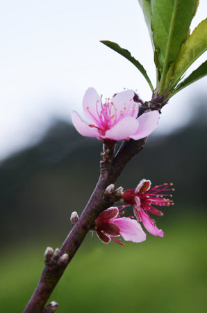Spring flowers series beautiful cherry blossom or sakura flower and green leaf plant tree in tropical jungle of Phu Tub Berk mountain at Phu Hin Rong Kla National forest Park in Phetchabun, Thailandの写真素材