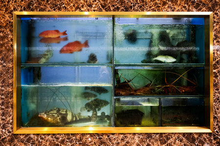 Glass aquarium marine life or fish tank on wall waiting for chinese people chef catch and cooking...