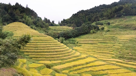 View landscape of Nanjing Terraced rice fields farming on mountain hill for chinese people travelers travel visit in Fujian Nanjing Tulou Scenic Area in Shuyang town of Zhangzhou city in Fujian, Chinaの写真素材