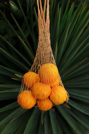 Ripe oranges on a yellow background. Oranges In Reusable Bag.の写真素材