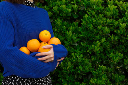 A girl in a blue sweater holds ripe oranges in her handsの写真素材