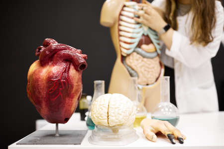 A laboratory assistant girl in a white coat conducts an anatomy lessonの写真素材