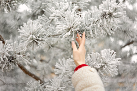 A beautiful womans hand touches a fir branch in the forest. Close-upの写真素材