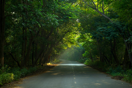 Road in the green forest at sunset, Chiang Mai, Thailandの写真素材