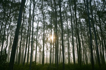 Sunrise in the morning in the eucalyptus forestの写真素材
