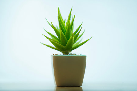 Aloe vera plant in a pot on a white background.の写真素材