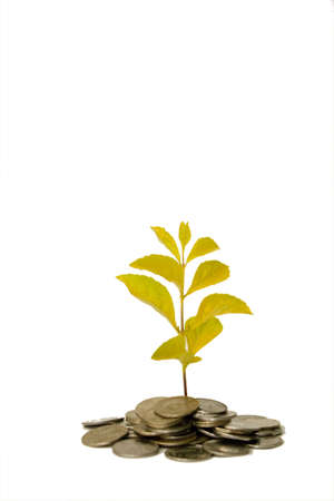 Plant growing out of moneyの写真素材