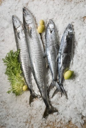 Fresh fishes on iceの写真素材