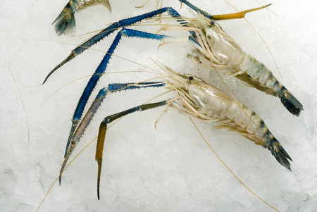 Freshwater prawnsの写真素材
