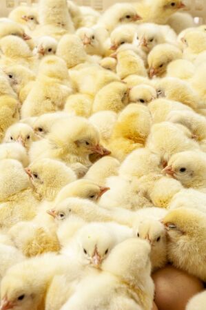 chicks at poultry farm inspectionのeditorial素材