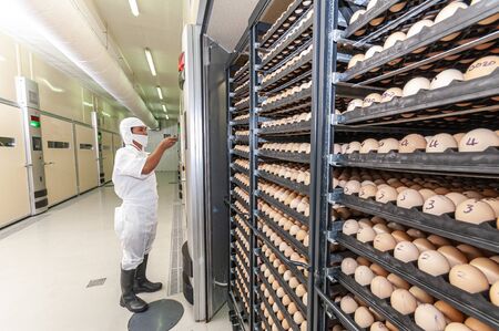 worker inspecting the conditions of a chicken egg hatchery