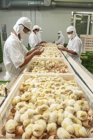 Chick inspection in poultry farmのeditorial素材