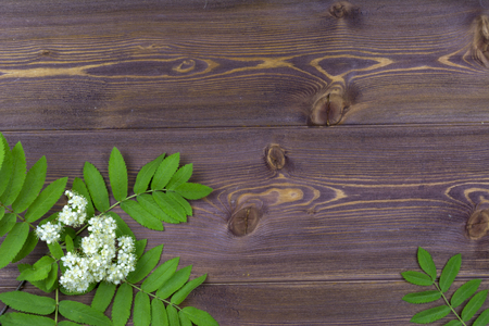 Flat lay. Branches of spring trees with flowersの写真素材