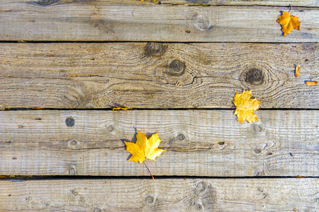 Autumn yellow maple leaves lie on the old unpainted wooden floor. Autumn moodの写真素材