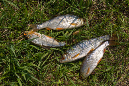 River fish Rudd. A few fish lying on the green grass