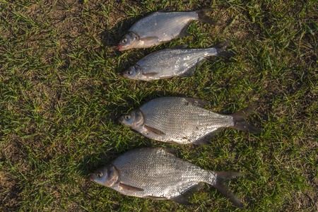 Fresh-caught river fish bream on green grass.