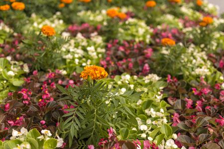 Orange marigolds in the flower bed. Big Meadow with flowers. Focus on the front flowerの写真素材