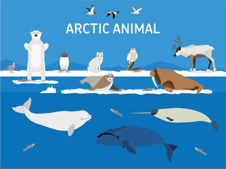 Animals of the Arctic. Vector Set of polar mammals and birds. Flat style illustration. Penguin, seal, lemming, owl, bear, fox, caribou, walrus, duck, pink Seagull gull white and greenland whaleのイラスト素材