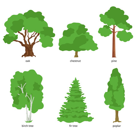 Illustration of different kind of tree. Flat cartoon vector illustrationのイラスト素材