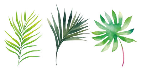 Vector tropical exotic leaves, watercolor jungle leaves isolated on white background. palm leaf collectionのイラスト素材