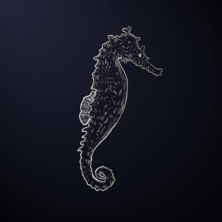 Seahorse. Original hand drawn illustration in vintage style.vector illustration.のイラスト素材