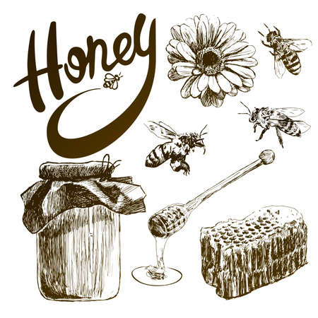 Sketch honey set. Hand drawn vintage illustrations.のイラスト素材